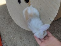 Cüce ve lop tavşanı