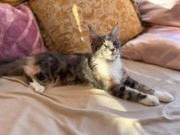 Maine coon dişi silver tortie uygun