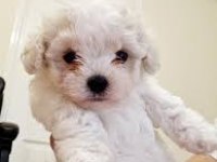 Kıvır kıvır tüylü Şirin Malta Terrier Yavrular Adana