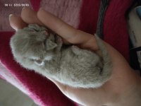 Ön sahiplendirme yavru british shorthair