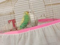 Sürekli Yumurta Üreten Çift Muhabbet Kuşu