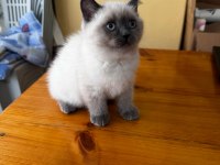 British Shorthair Bluepoint Yavru