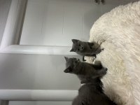 Scottish fold ve british shorthair