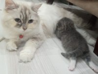 Acil british longhair