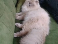 İnsan canlısı british longhair oğlan