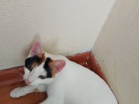 ÇOK ACİL YUVA 6 KEDİYE