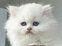 BRİTİSH LONGHAİR DİŞİ YAVRU