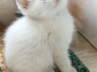 British longhair ve shorthair ırk garantili yavrular