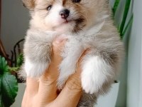 Pomeranian boo köpeğimiz