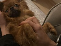 Tuvalet eğitimli aşıları tam dişi 2.5 yaş pomeranian
