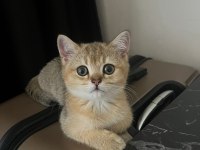 British shorthair gold