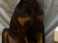 2 aylık 14-16 kg 2 erkek iri ve kalın doberman arayana