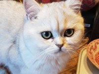 Kedimiz Sindirella (Cindy) Acil Sahibini Bekliyor