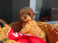 Maltipoo bebekler