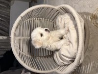 Tuvalet eğitimli maltese terrier