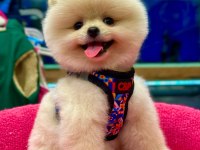 Show Kalite Pomeranian Boo Bebekler