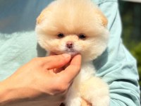 Dünyalar tatlısı ayı surat pomeranian boo