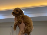 KOYU RENK KORE TEACUP MALTİPOO YAVRUMUZ YENİ YUVASINA HAZIR