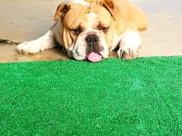 Avrupa standartlarında BULLDOG