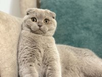 Tamamen uysal aşılar tam 1 buçuk yaşında scottish fold