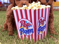 2 aylık poodle sahiplerini bekliyor