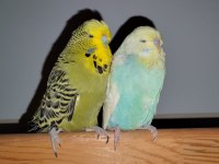 Show Jumbo Ve Jumbo Kuşlarımız
