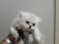 Chinchilla kediler