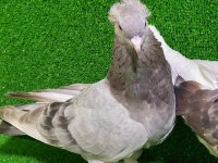 Boz Dumanlı Takkalı Güvercin Dişi 81 İle Gönderilir