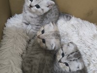 1.5 Aylık Scottish Fold Yavrularımız Sahiplendirilecektir