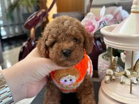 Toy poodle korean kg garantili yavrular