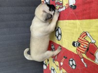 A kalitesi pug yavrularım