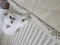 Scottish fold yavrum