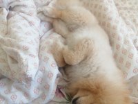 Asil oğlumu veriyorum pomeranian boo