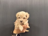 Evde büyüyen tuvalet eğitimli maltipoo yavrular