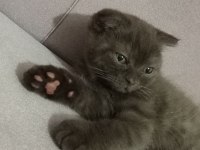 Scottish Fold nadir renk