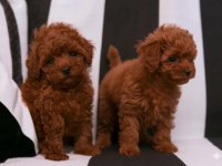 Toy Poodle Irkının En Güzeli Mükemmel Yavrular