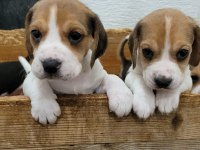 Beagle yavrular ırk garantilidir
