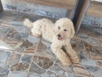 9 AYLIK ERKEK MİNYATÜR TOY POODLE