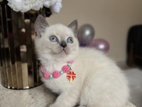 British Shorthair Bluepoint Yavrular