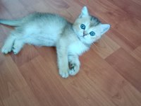 Safkan British Shorthair Yavrular