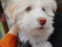 Acil uygun maltese terrier