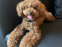A KALİTE TOY POODLE YAVRULARIM