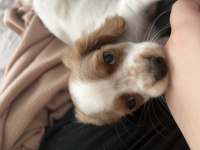 2.5 aylık cavalier king charles uyguna verilecektir