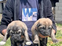 Köpekler 81 ile sorunsuz gönderim var