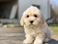 Güzel maltese yavrularımız