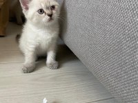 British shorthair silver point yavrular
