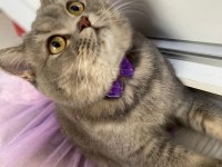 Scottish fold kedimiz Eli yeni yuva arıyoruz