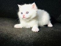 Irk garantili british shorthair yavrularımız