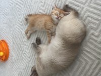 British shorthair sarı 3 aylık