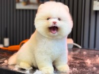 Yavru Pomeranian Boolarımız
